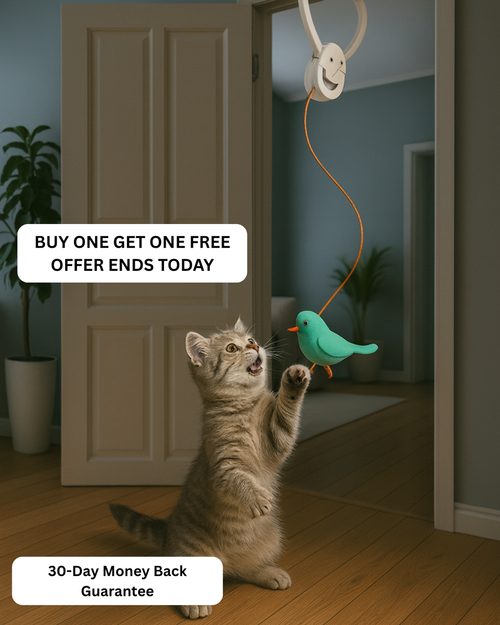 Kynlo Interactive Cat Toy