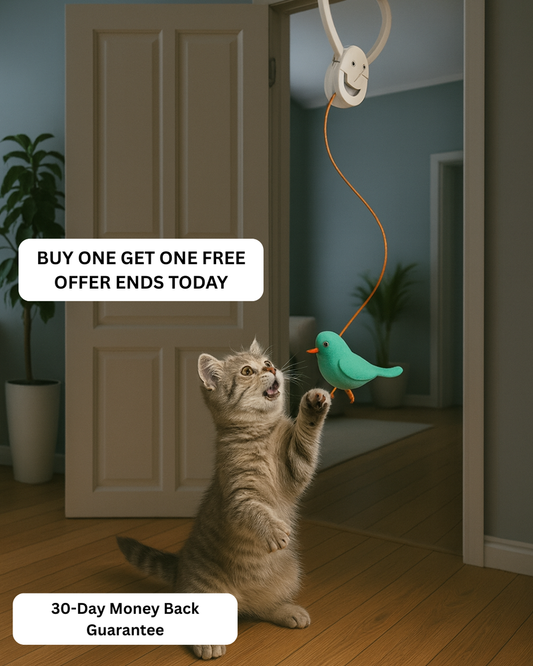 Kynlo Interactive Cat Toy
